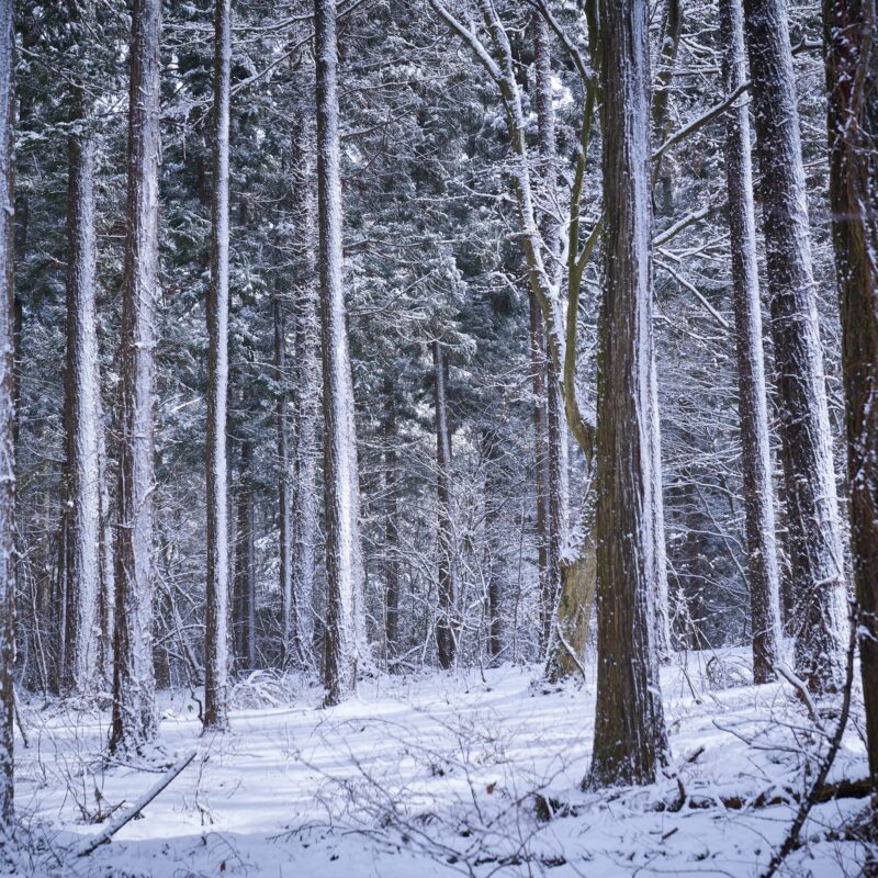 Snow-covered birch forest in Grand Seiko’s official SLGH005 reference imagery